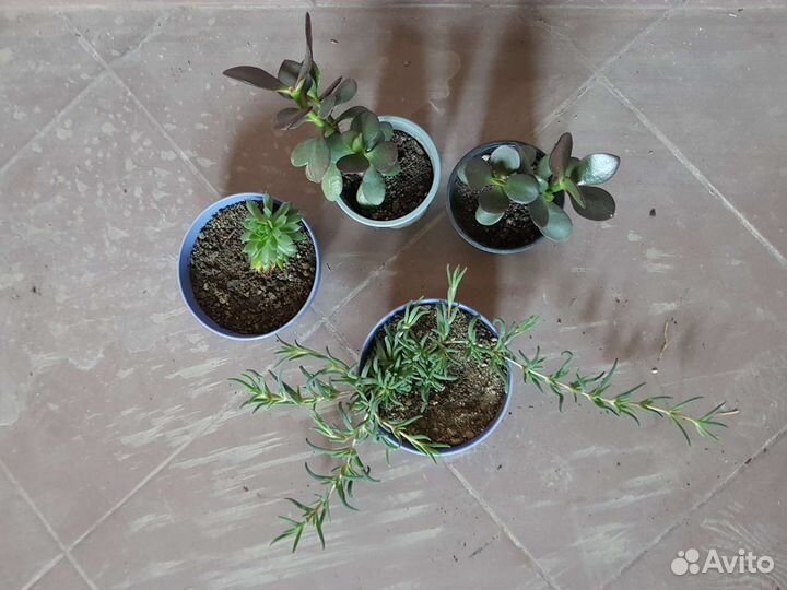 Комнатные растения цветы