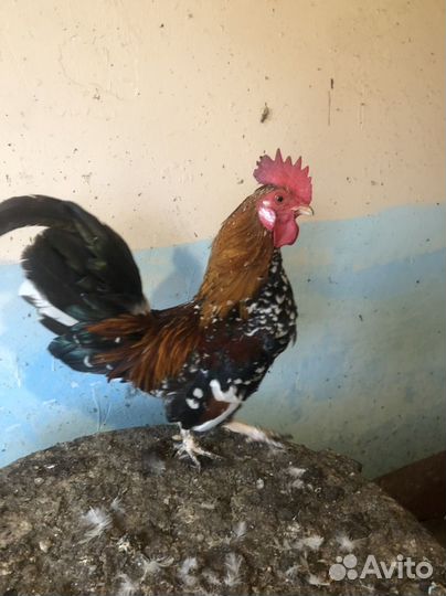 Петух бентамка