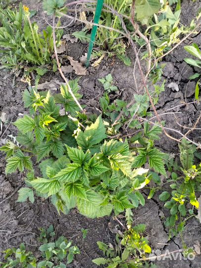 Саженцы ежевики