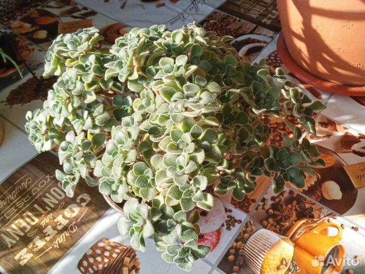 Комнатные цветы