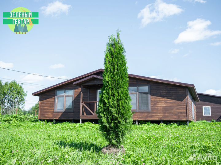 Туи смарагд 1,4 м свежая копка 2023