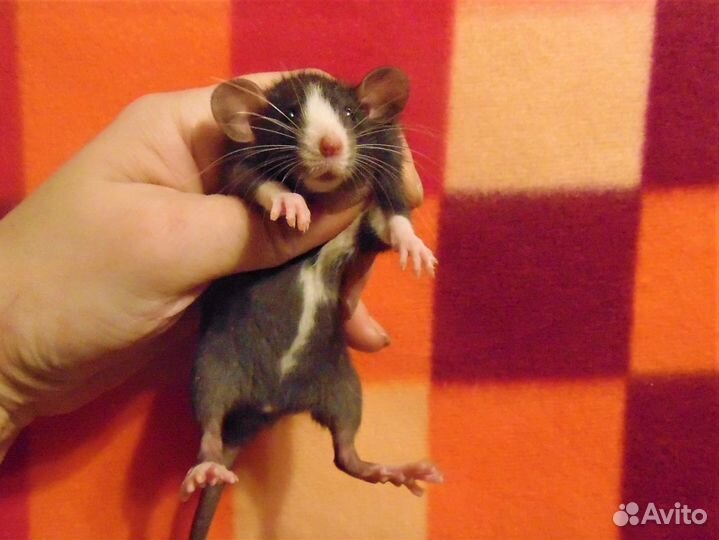 Крысы. крысята дамбо питомник спб, клетки, гамак