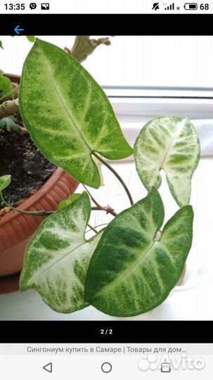 Цветы сортовые, неприхотливые в уходе