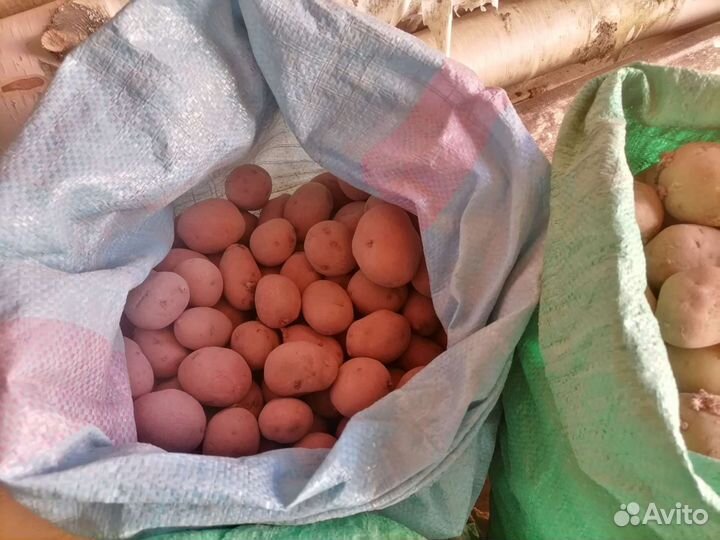 Семенной картофель Рэд Скарлет, Невский, Гала