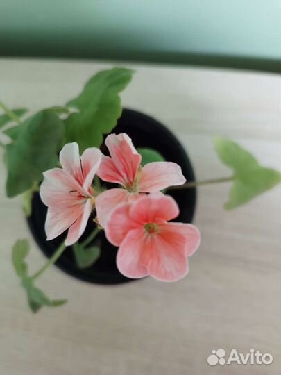 Пеларгония герань pinto wait end rouse