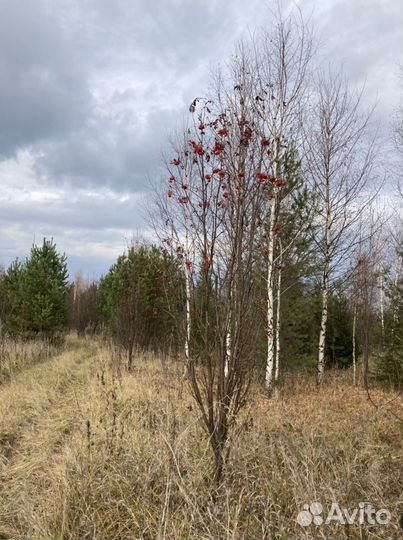 Рябина кустовая (крупномер)