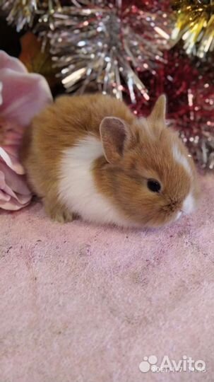 Кролики карликовые декоративные