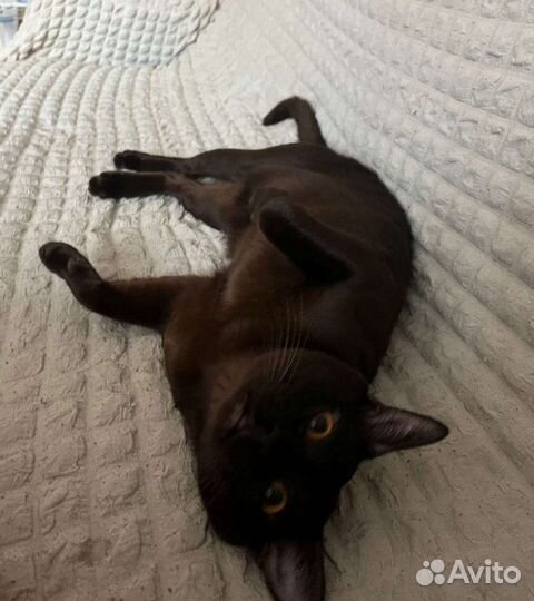 Вязка бурманский кот