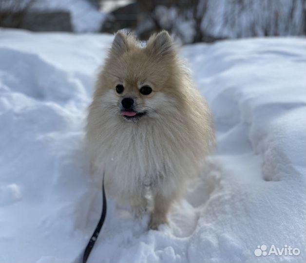 Продам Померанского шпица
