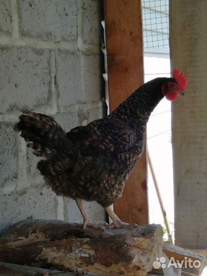 Куры домашние на мясо