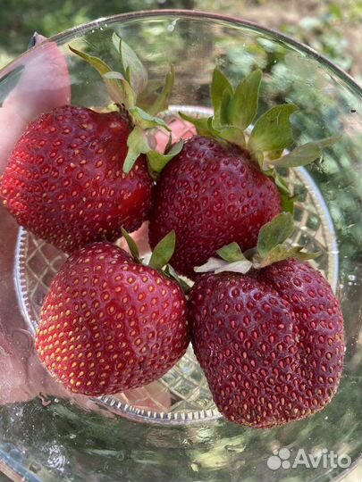 Рассада клубники (Кокинская), Ремонтантная