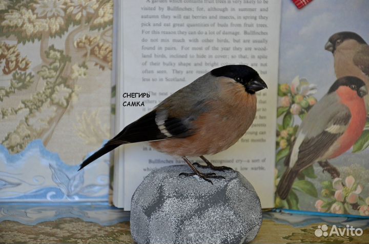 Чучело птиц. Таксидермия птиц. Птица