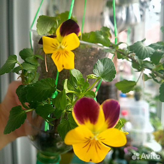 Традесканция