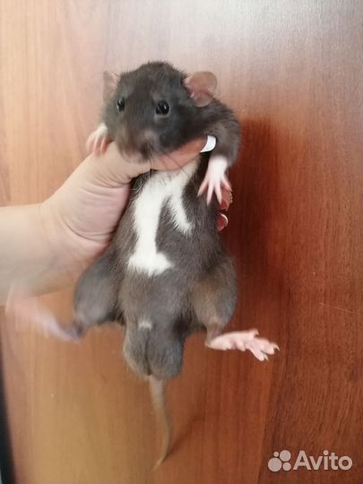 Крыса дамбо