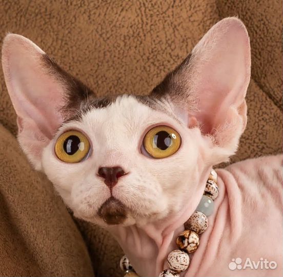 Девон-Рекс кошка