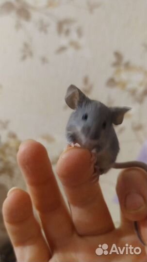 Декоративные мыши разных окрасов