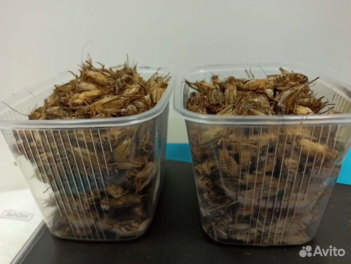 Сверчок банановый,домовой, двупятнистый заморозка