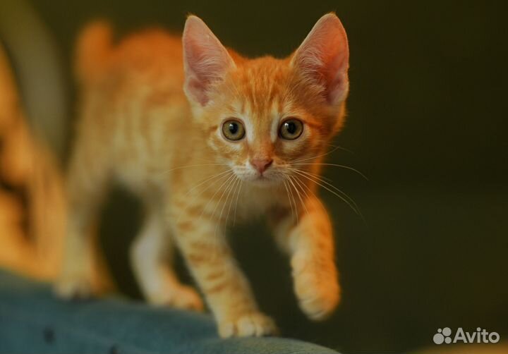 Рыжие Котята в добрые руки