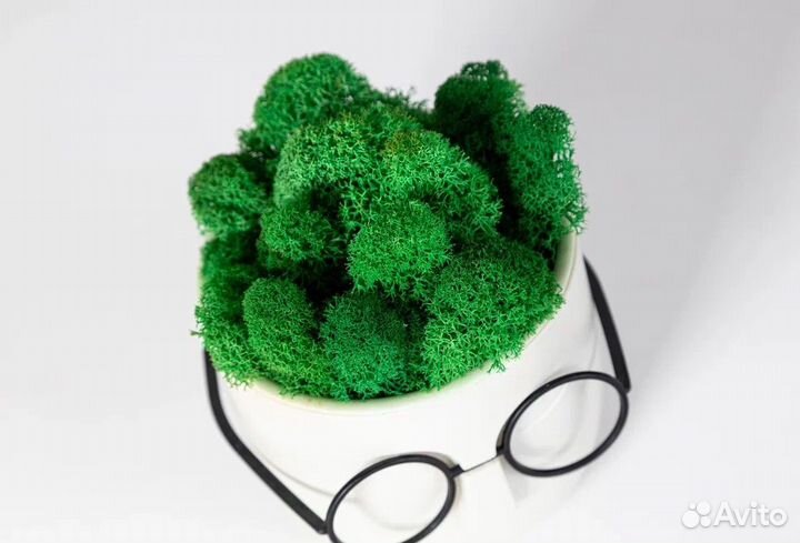 Кашпо мох стабилизированный горшок