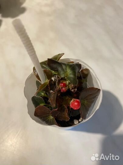 Бегония красная простая и белая махров.вечноцвет