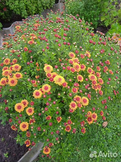 Хризантема шаровидная (мультифлора)