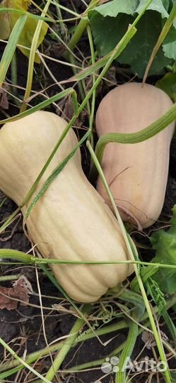 Тыква матильда