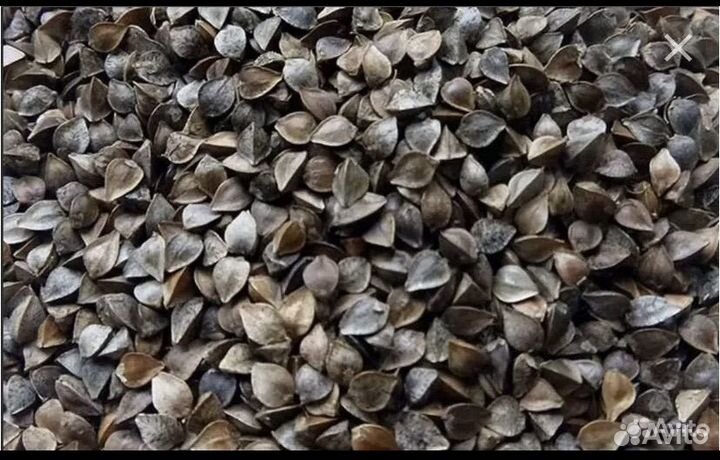 Семена гречихи