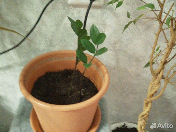 Комнатные цветы