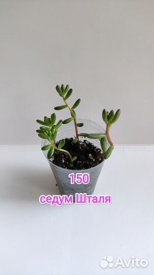 Суккуленты Сансевьеры седум Шталя дихондра сереб