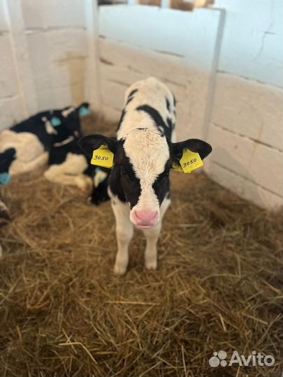 Телята тёлочки