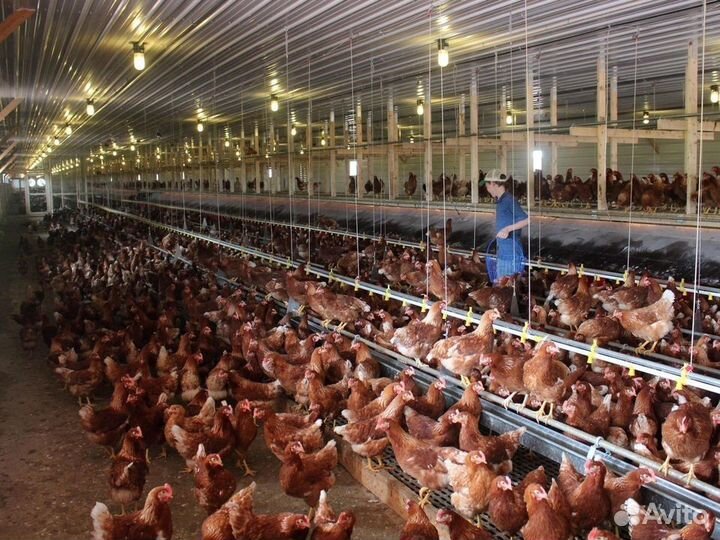 Куры несушки породы Леггорн