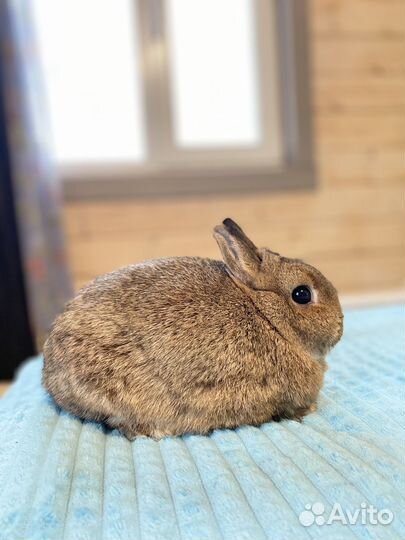 Кролики в добрые руки