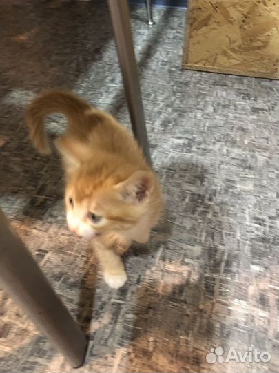 Котенок рыженький