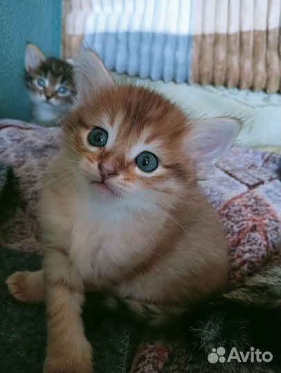 Отдам котят в добрые руки