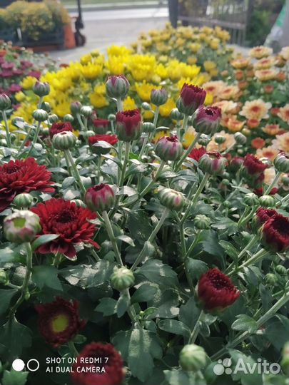 Хризантема шаровидная кустовая