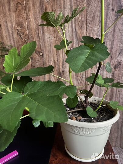 Инжир комнатный