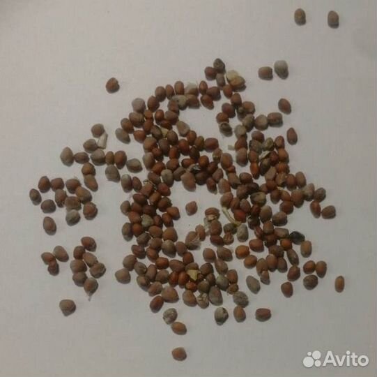 Яванский стручковый редис, семена