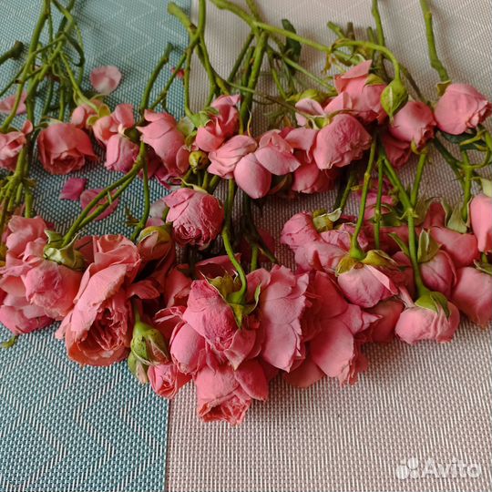 Сухие розы кустовые