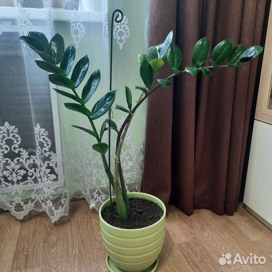 Замиокулькас