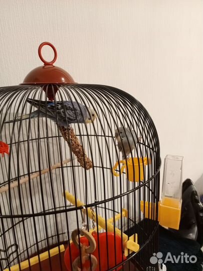2 волнистых попугая + новая клетка