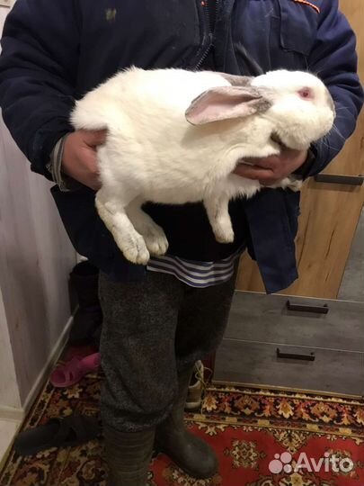 Кролики 1,2 месяца