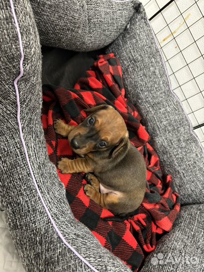 Кроличья такса (девочка)