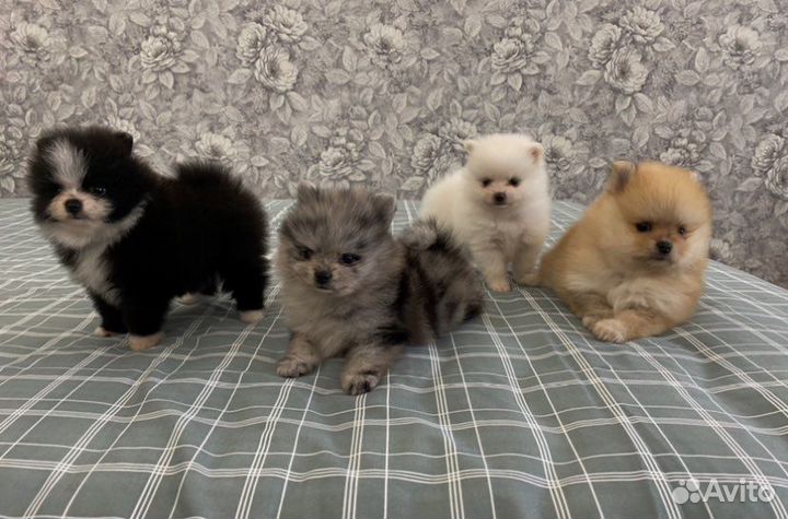 Немецкий шпиц