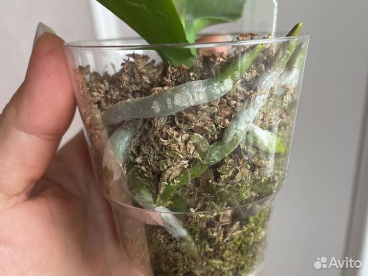 Орхидея фаленопсис бабочка от Son Ya, Sa-57