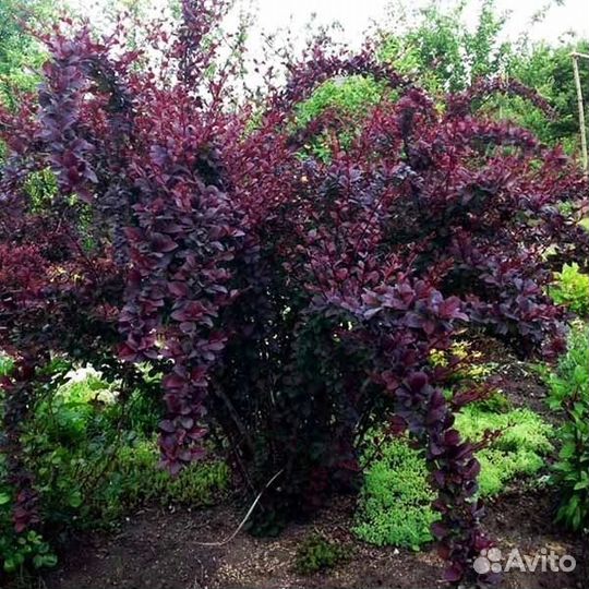 Барбарис оттавский(съедобный)