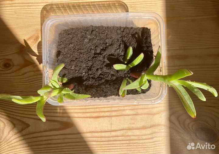 Карпобротус