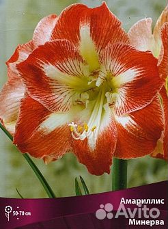Амарилис луковицы минерва