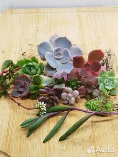 Суккуленты редкие микс