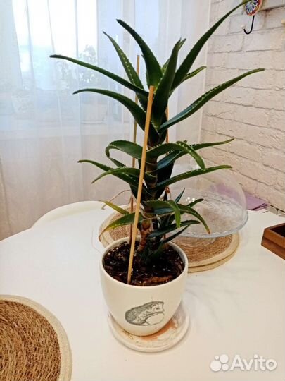 Алоэ столетник лечебный