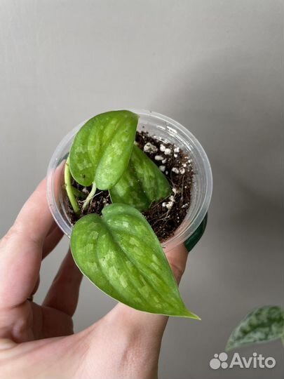 Сциндапсусы